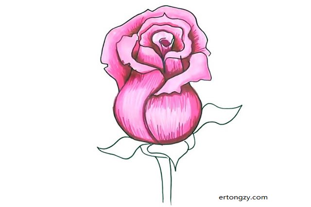 简单几步学画漂亮的粉色玫瑰花简笔画教程步骤图 